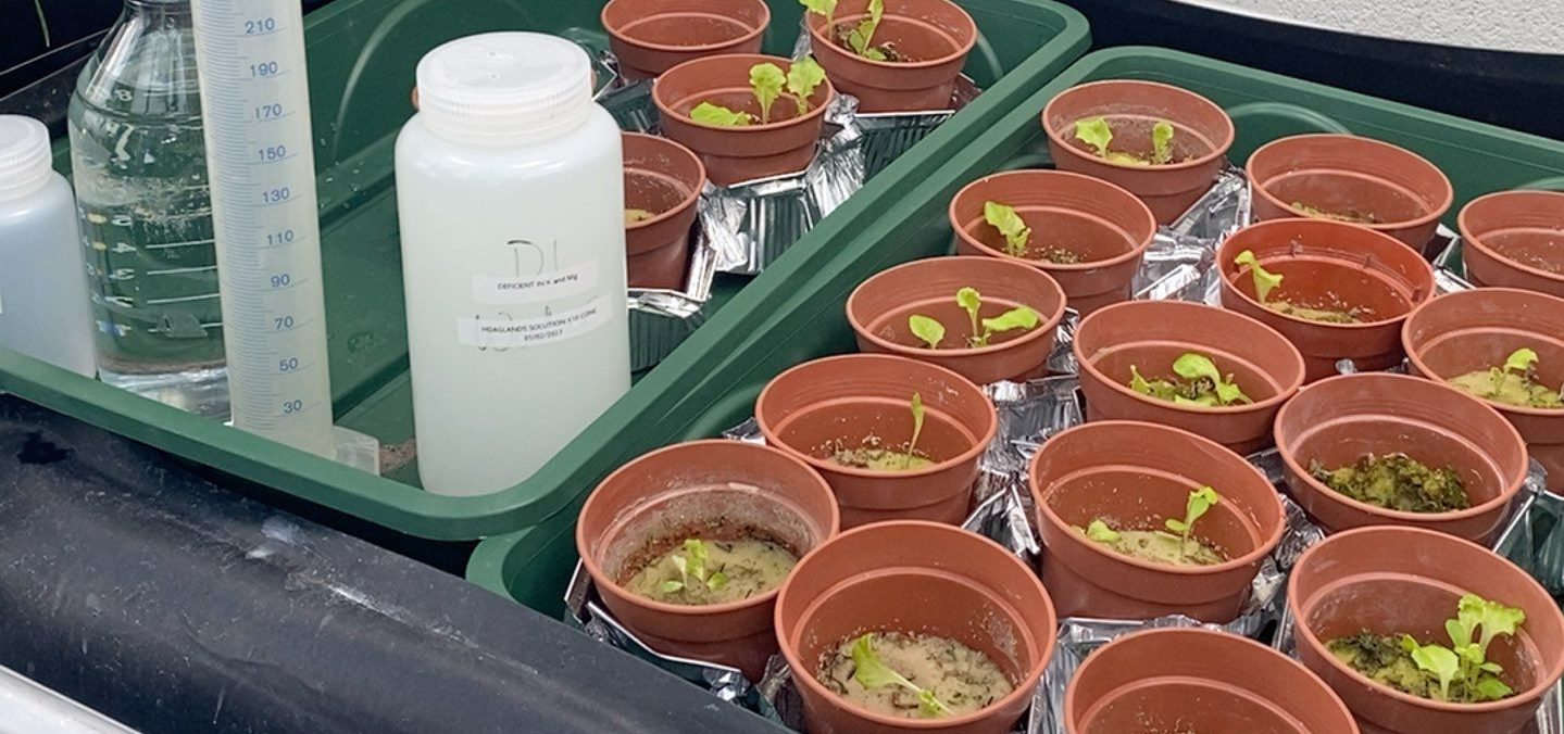 في بريطانيا: طالبة عمانية تنجح في استخدام الغبار الصخري لإنتاج الغذاء من النباتات