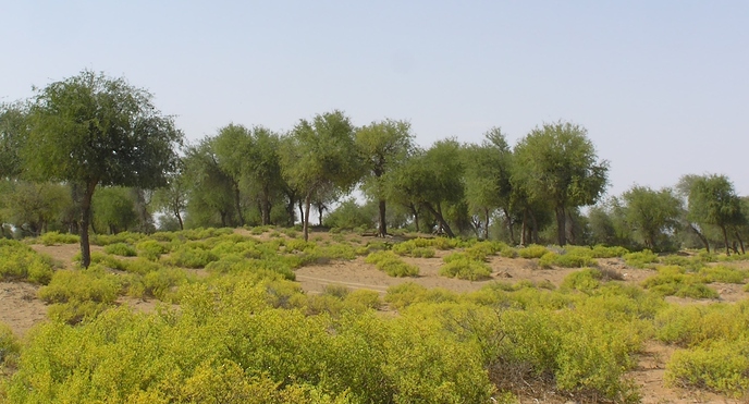 إنشاء محمية جديدة في الشرقية؛ فهل تنوي زيارتها؟ 