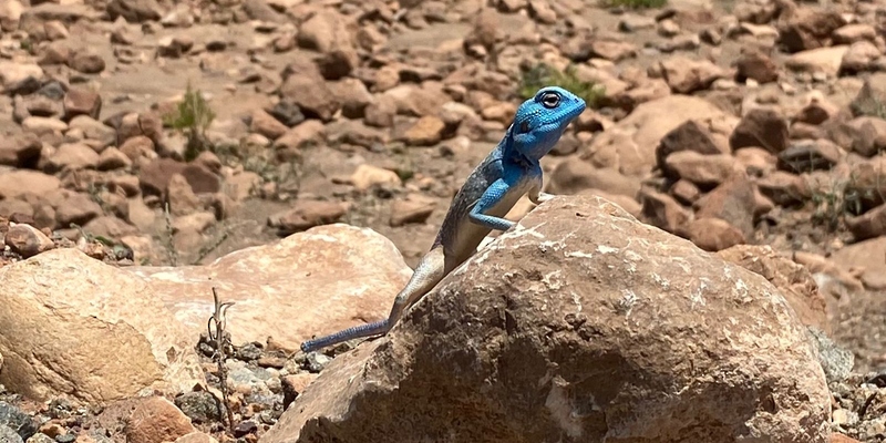 رصد 7 أنواع من الزواحف البرية في إحدى المحافظات 