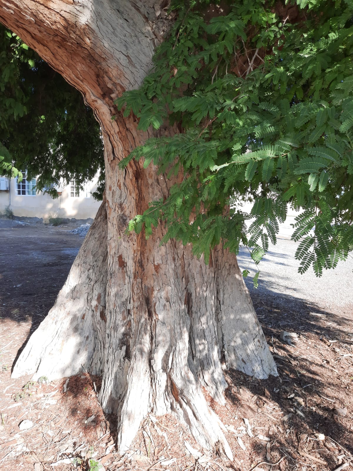 تُستخدم بذورها في علاج الكسور وبوصفار: ماذا تعرف عن شجرة “الصَبور”؟