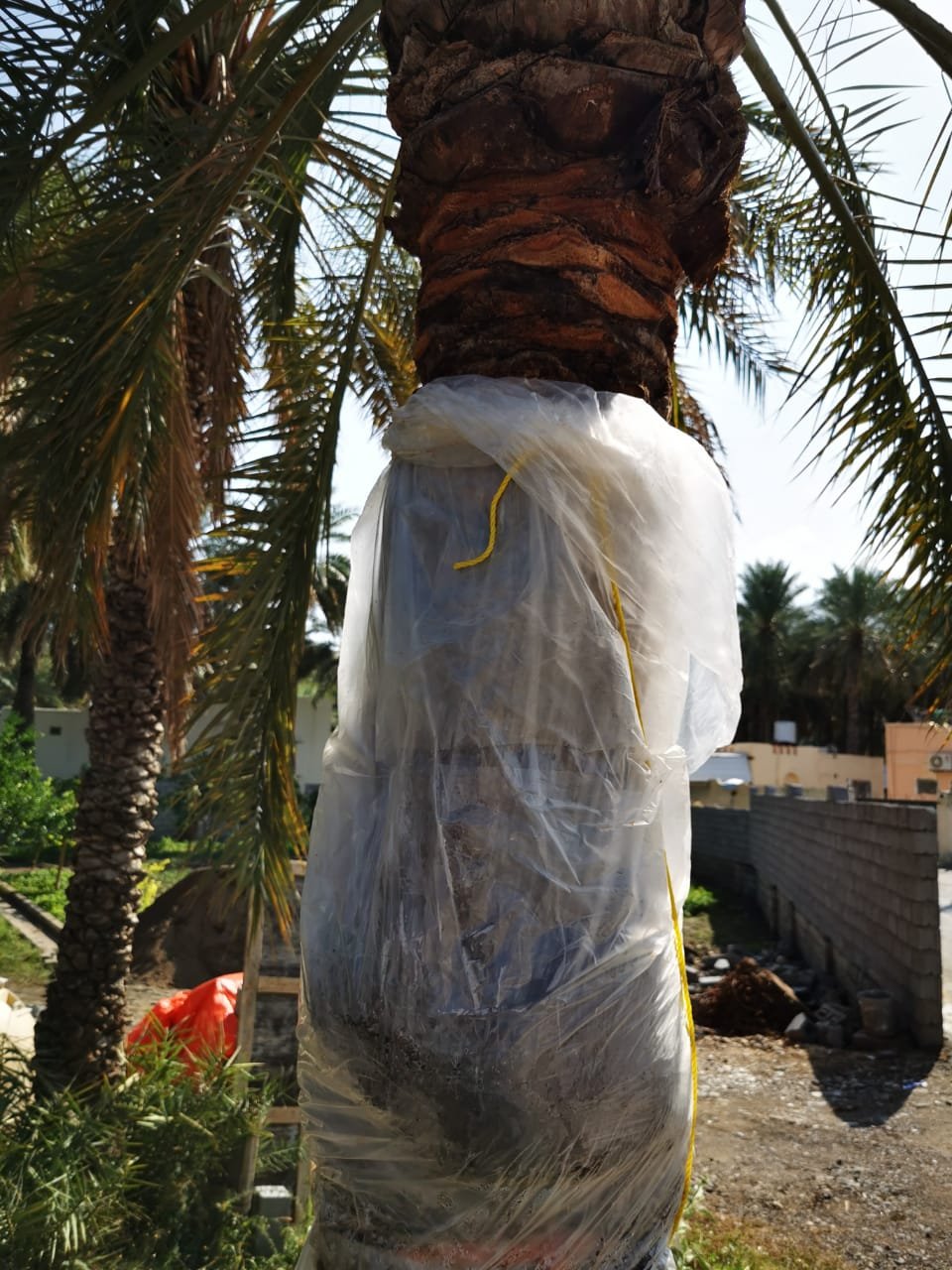 نجاح عملية الترقيد الهوائي للنخيل في العوابي