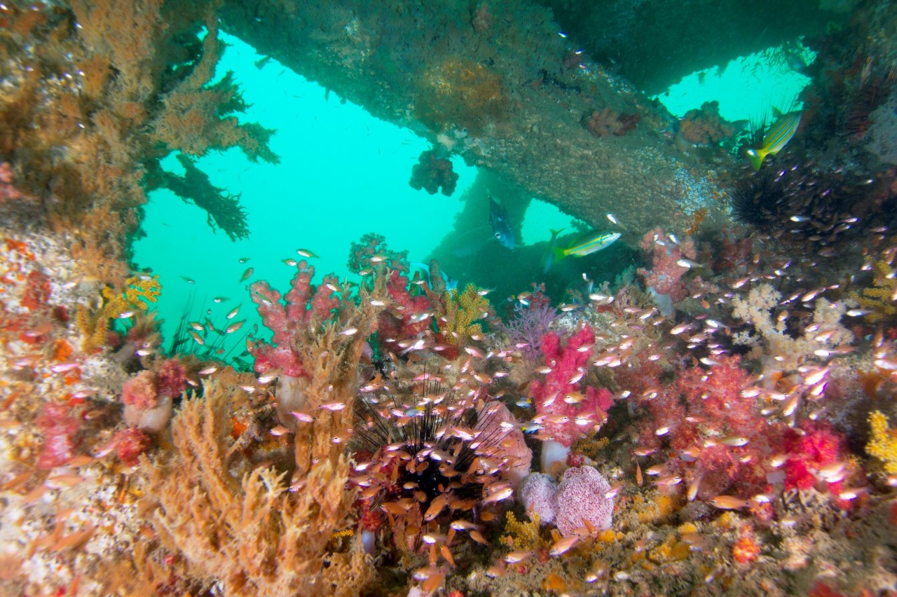 محافظة جنوب الشرقية: تنوع جغرافي وثروة مائية حية