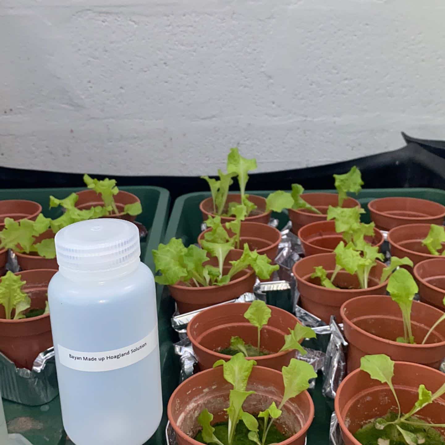 في بريطانيا: طالبة عمانية تنجح في استخدام الغبار الصخري لإنتاج الغذاء من النباتات