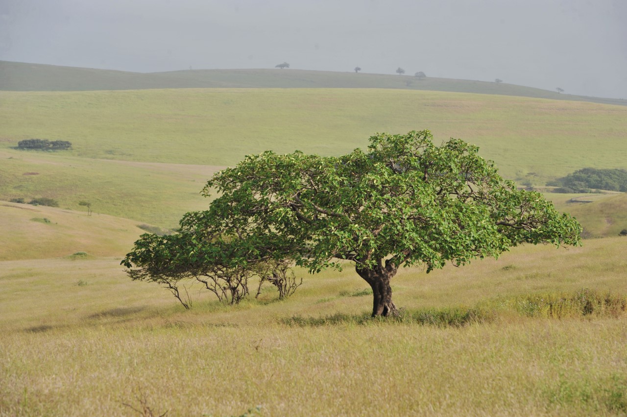 إذا فاتك الخريف؛ لا تفوّت “الصرب” الذي بدأ اليوم