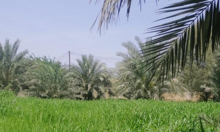 “قرية الخوض” أرض خصبة وماء عذب وفير