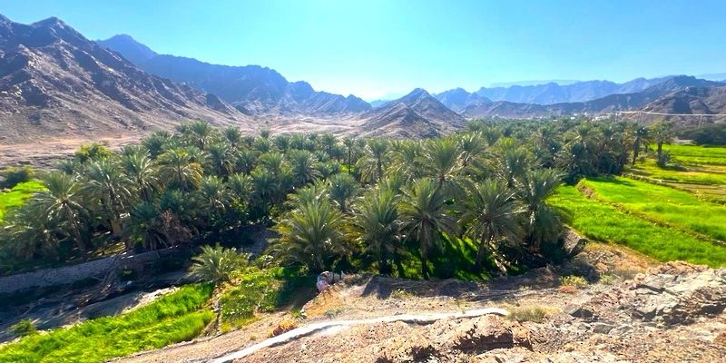 بها 7 أفلاج وشجرة معمّرة: ننصحك بزيارة قرية ”سيع“