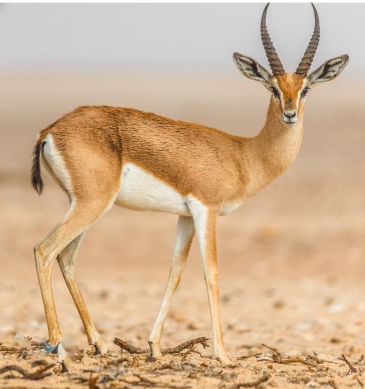 دراسة عمانية تقترح إنشاء أقسام للنزاعات البيئية في المحاكم