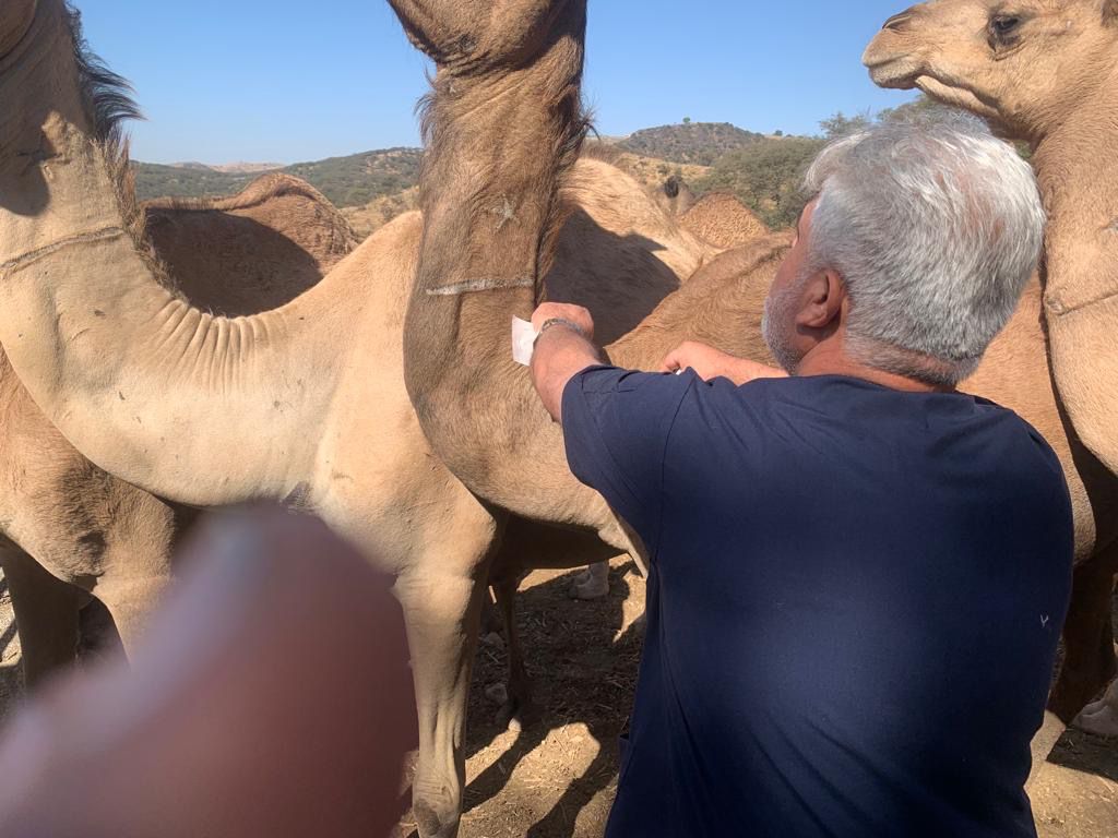 لماذا تم ترقيم أكثر من 55 ألف رأس إبل؟