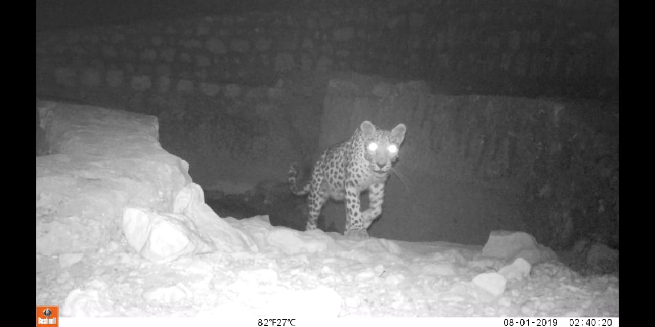 بالصور: رصد النمر العربي في أحد أودية السلطنة