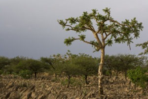 تقرير برازيلي عن اللُبان