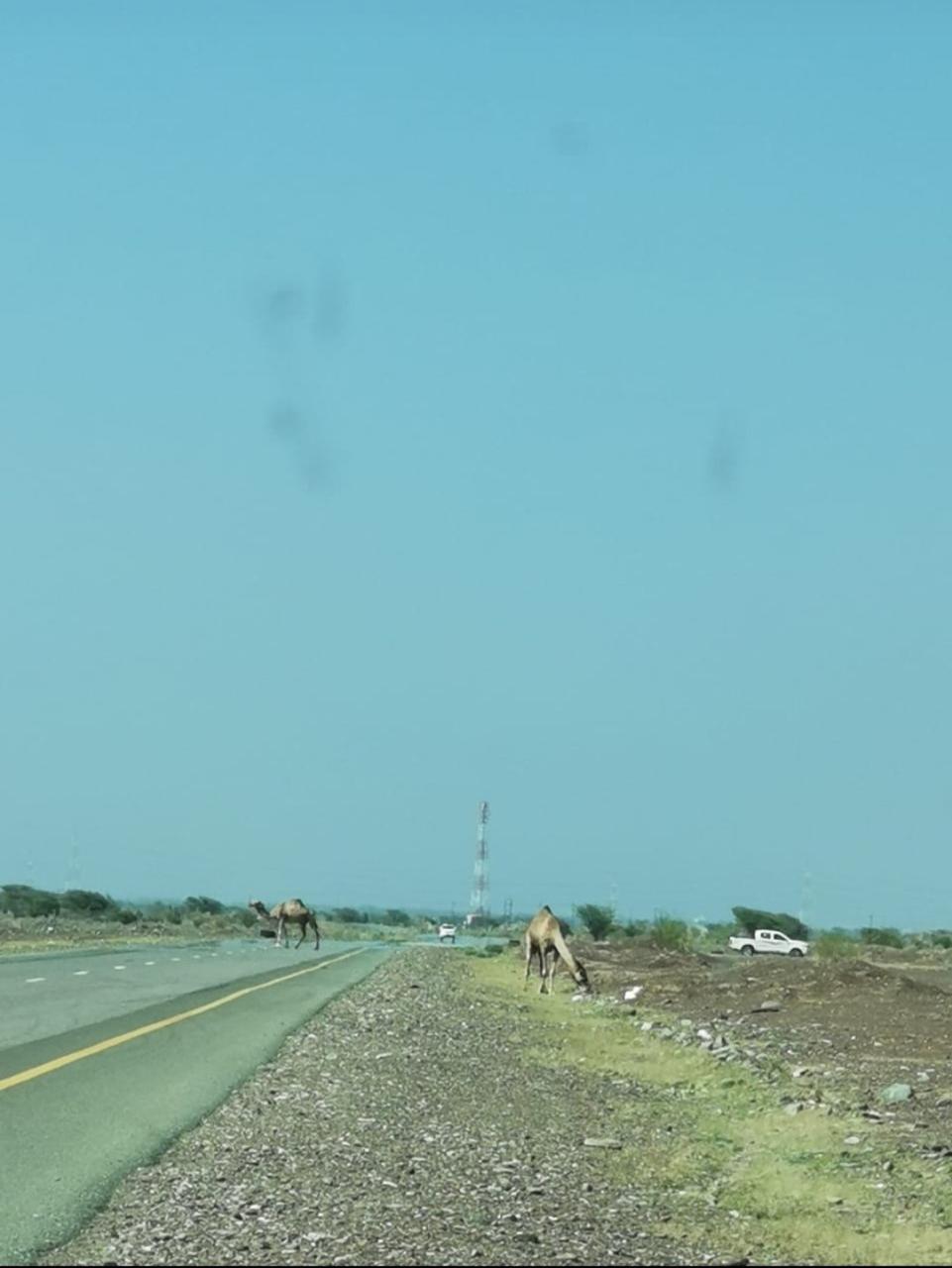 أرواحٌ زُهِقت على طريق وادي الحيملي -وادي الحاجر بسبب الجمال السائبة.. والمناشدات مستمرة