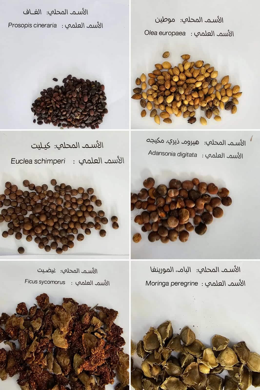 لمكافحة نبتة البارثنيوم: نثر أكثر من 500 مليون بذرة في جبال ظفار