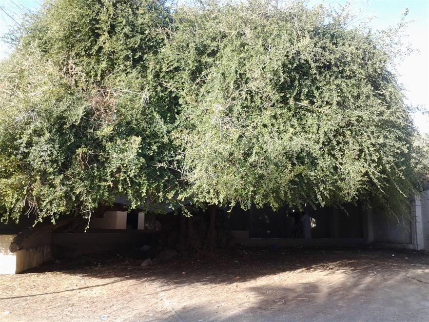 شجرة معمّرة لها أكثر من 5 أسماء في السلطنة