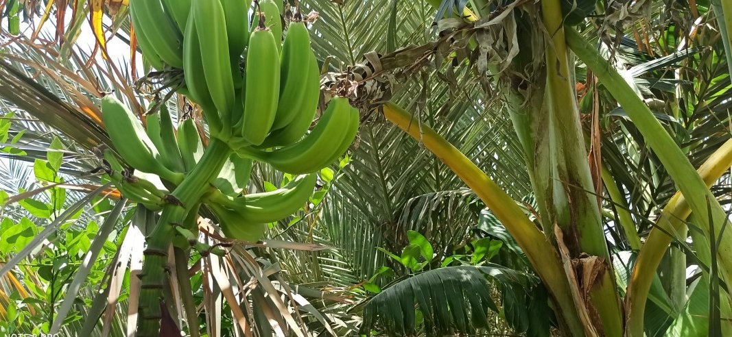 الفتح.. فلجٌ غيلي مياهه متدفقة