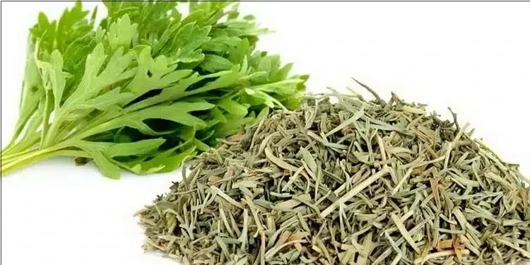 “الشيح”: نبتة طبية شهيرة لها فوائد جمة