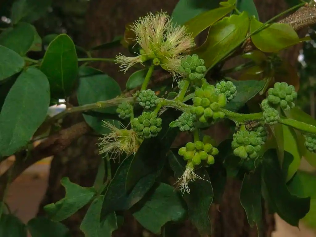 “اللوز الهندي” له مسميات وفوائد كثيرة؛ فهل سمعت به؟