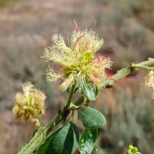“اللوز الهندي” له مسميات وفوائد كثيرة؛ فهل سمعت به؟