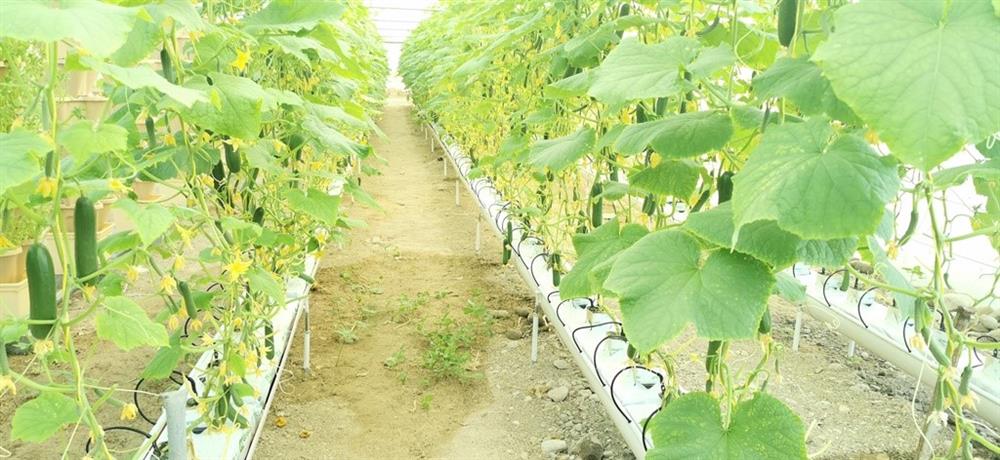 مواطن ينجح في تسويق زراعي وسياحي لمزرعته