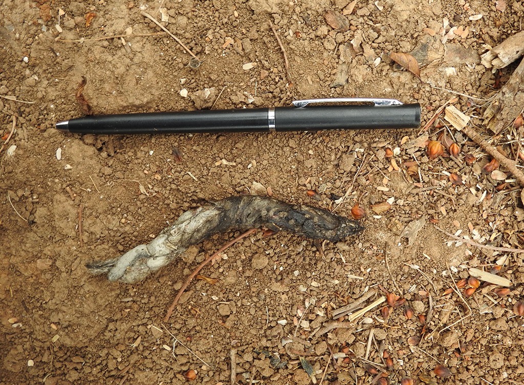 بالصور: دراسة جديدة تؤكد وجود النمر العربي في السلطنة