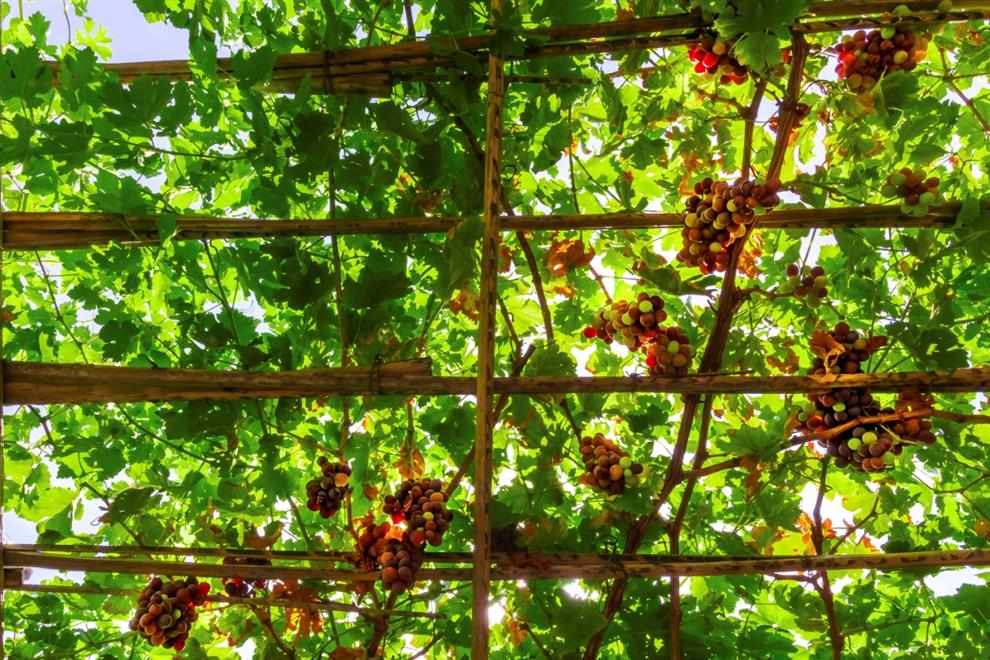 مشروع لتطوير زراعة العنب في السلطنة