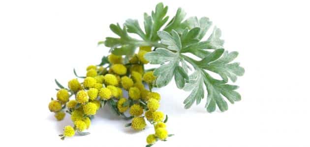 “الشيح”: نبتة طبية شهيرة لها فوائد جمة