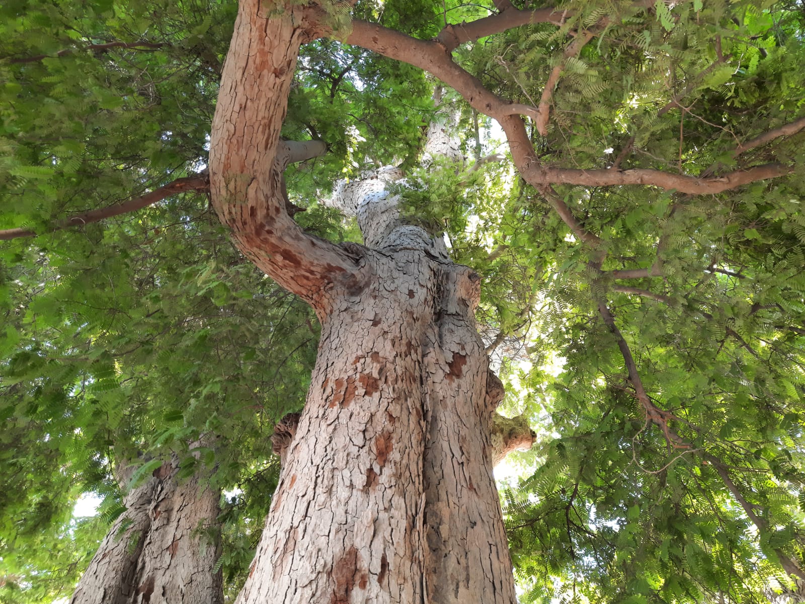 تُستخدم بذورها في علاج الكسور وبوصفار: ماذا تعرف عن شجرة “الصَبور”؟