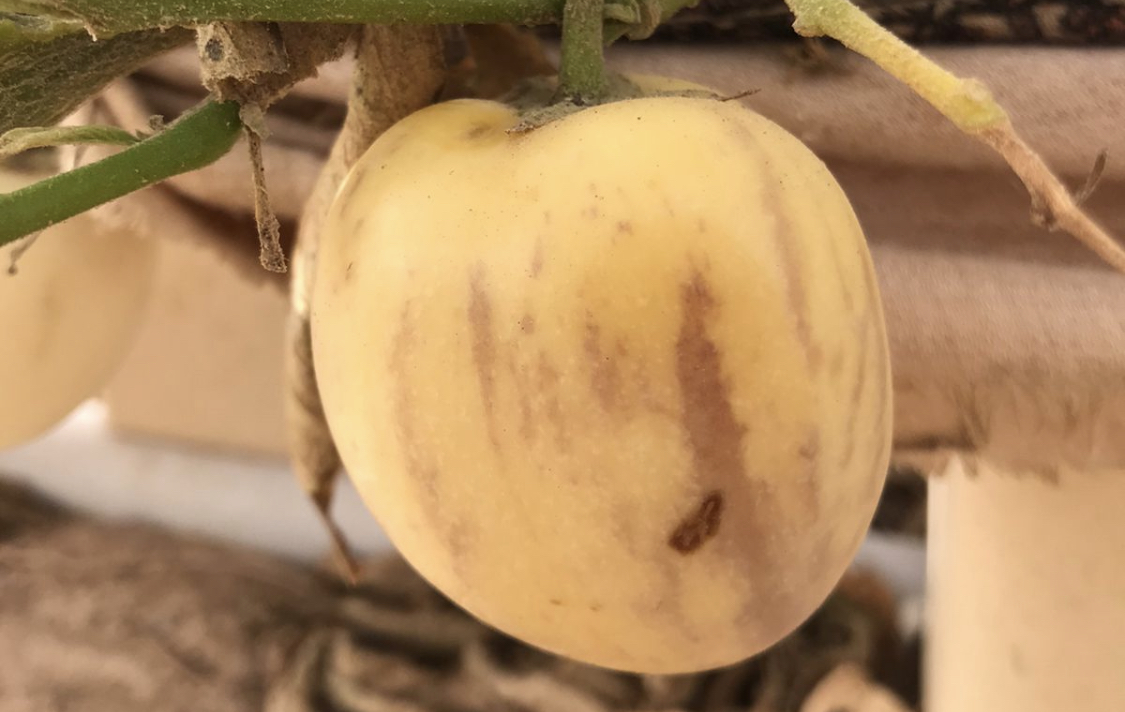 مواطن نجح في زراعتها: هل جرّبت طعم فاكهة “البيبينو”؟