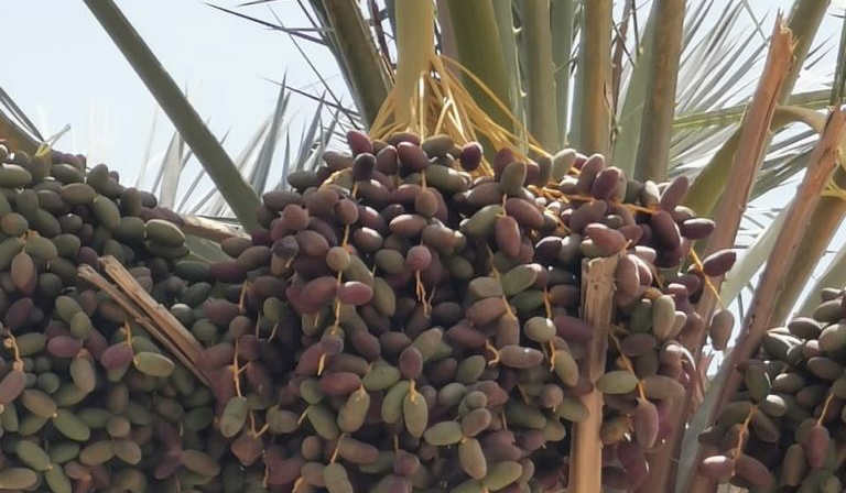 بدء تباشير القيظ في المضيبي