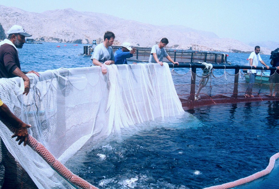 الاستزراع السمكي يؤتي ثماره؛ إليك إحصائياته