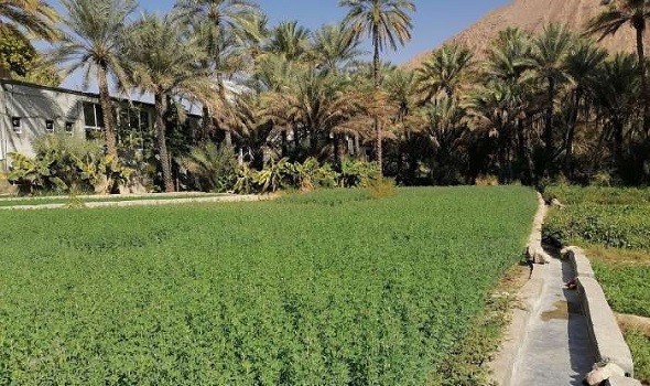 تقرير أممي: نصف في المائة من مساحة الأراضي في سلطنة عمان صالحة للزراعة