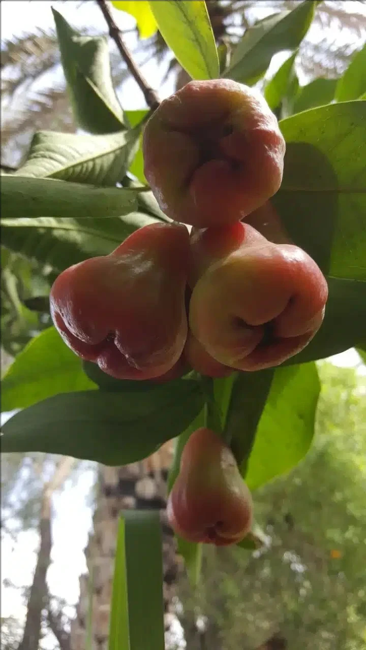 لماذا يجب أن يكون تفاح الورد جزءًا من نظامك الغذائي؟