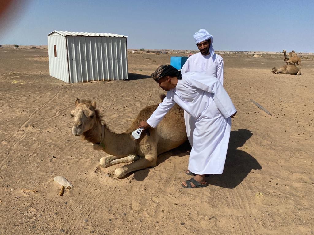 لماذا تم ترقيم أكثر من 55 ألف رأس إبل؟