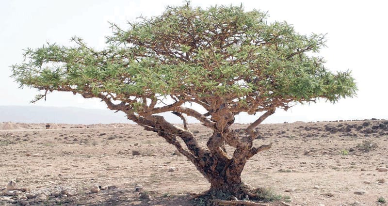 دراسة جديد تؤكد فاعلية “اللبان العماني” في علاج بكتيريا الجهاز الهضمي