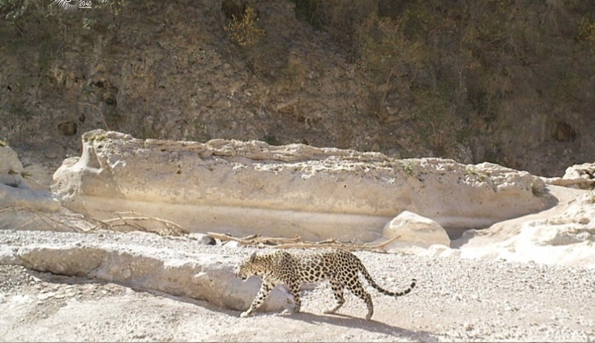 نشر صورة للنمر العربي في ظفار
