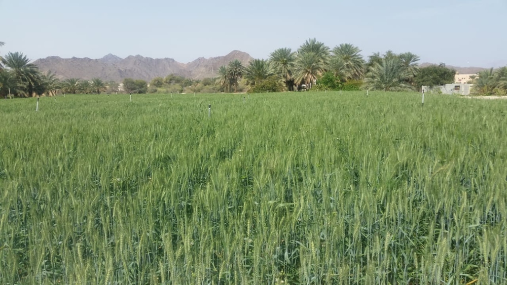 حصاد قمح بهلاء بعد 125 يومًا