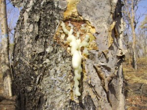 تقرير برازيلي عن اللُبان