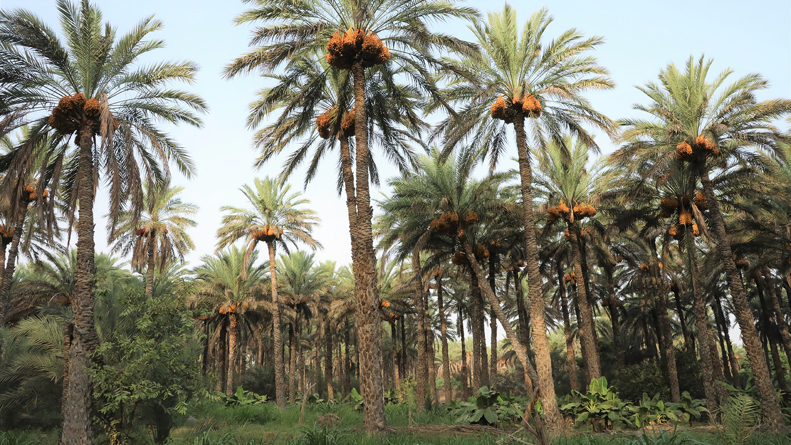 مجلة ناشيونال جرافيك تتحدث عن النخيل العمانية ومُنتجاتها