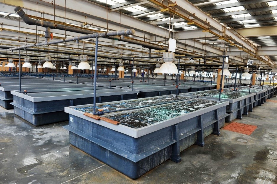 الاستزراع السمكي يؤتي ثماره؛ إليك إحصائياته