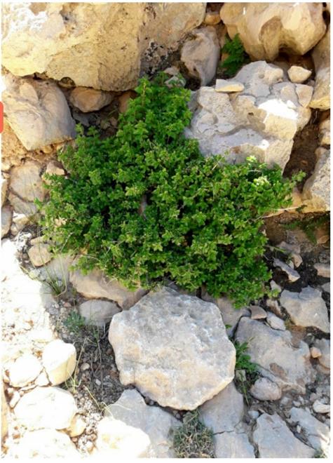 الزعتر العماني…ثروة وطنية