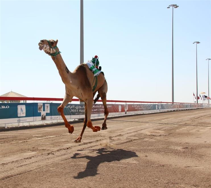 هجن البشائر ستُنافِس في قطر