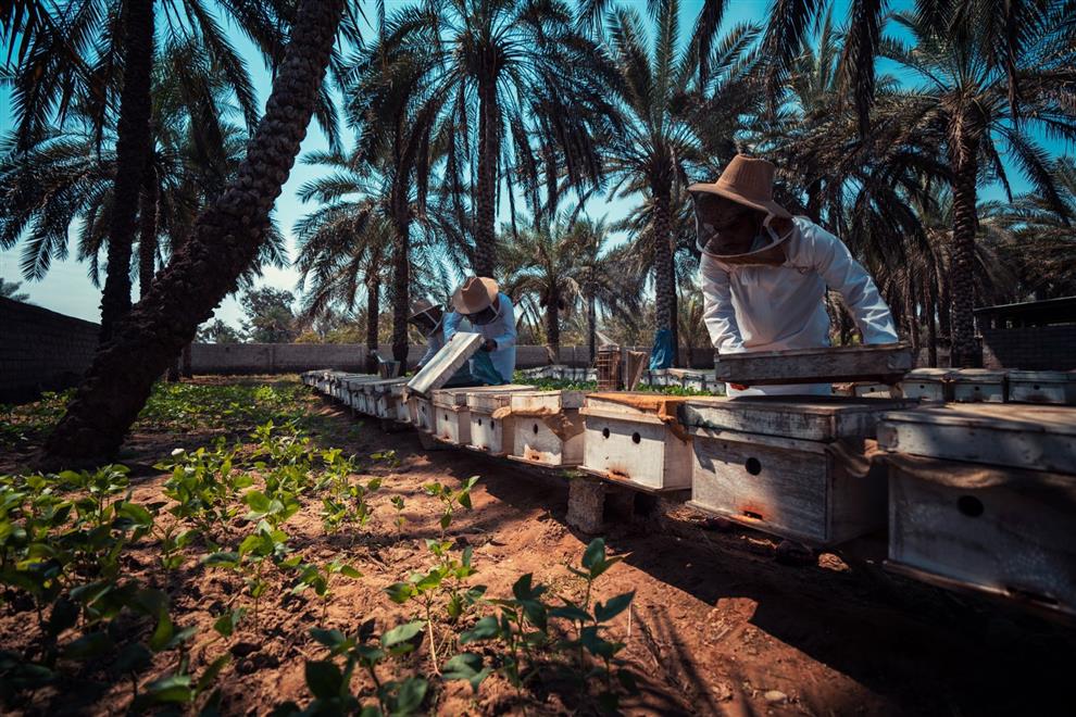 دعم 20 أسرة في تربية العسل