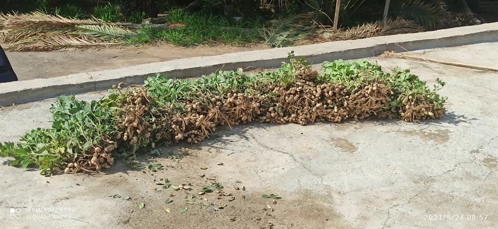 قرية عمانية يُزرَع فيها الفول السوادني أكثر من مرة في العام الواحد