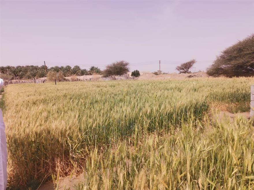 توزيع تقاوي القمح على مزارعين