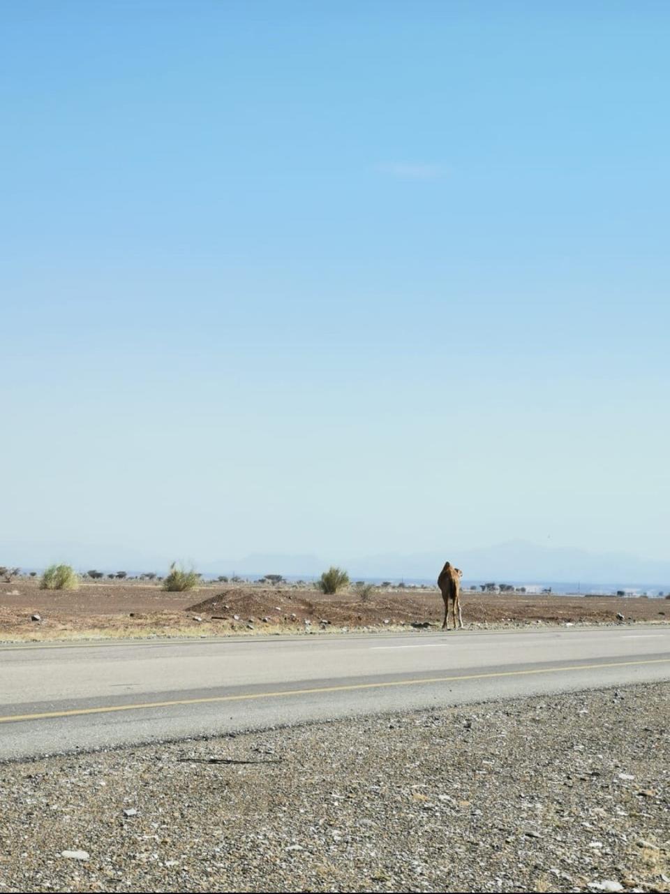 أرواحٌ زُهِقت على طريق وادي الحيملي -وادي الحاجر بسبب الجمال السائبة.. والمناشدات مستمرة