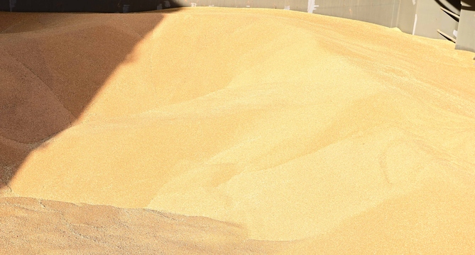 في خطوة متميزة: استقبال أول شحنة قمح مباشرة من المزارعين الأستراليين