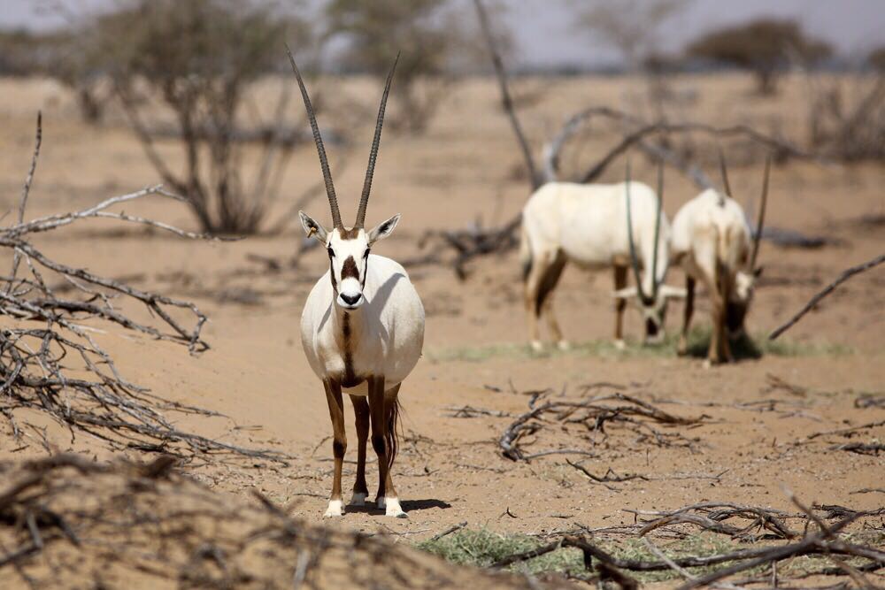 معلومات عن المحمية التي عدِّل مسماها بمرسوم سلطاني