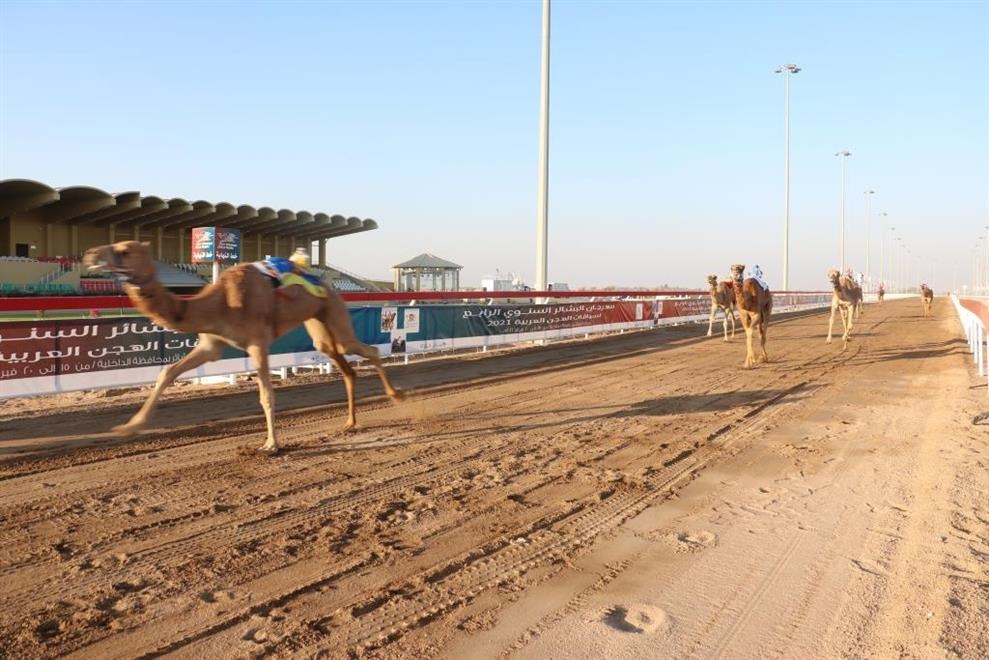 تعرّف على نتائج سباق اليوم من مهرجان البشائر السنوي للهجن