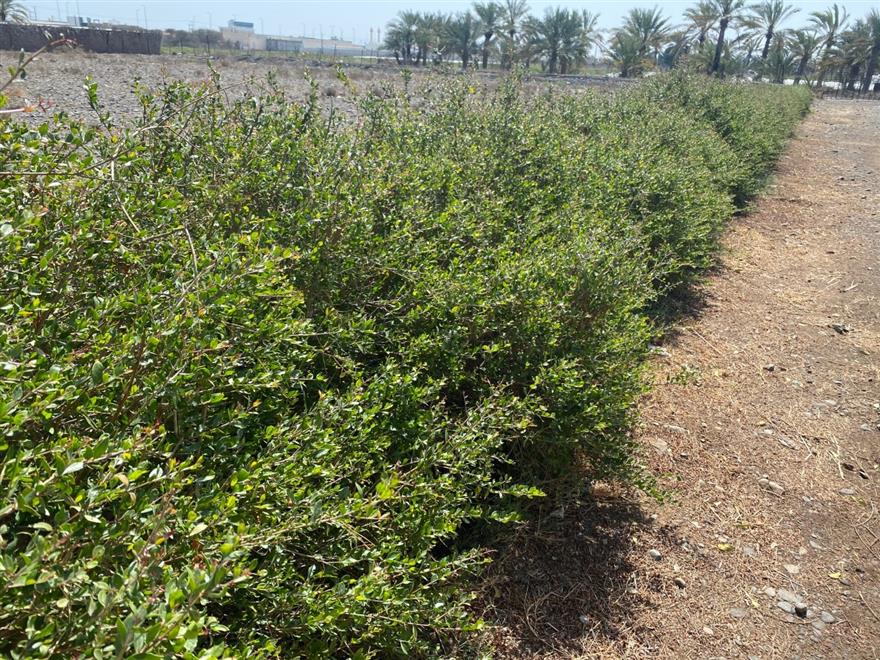 تعرف على خطوات زراعة الحناء في لوى وشناص