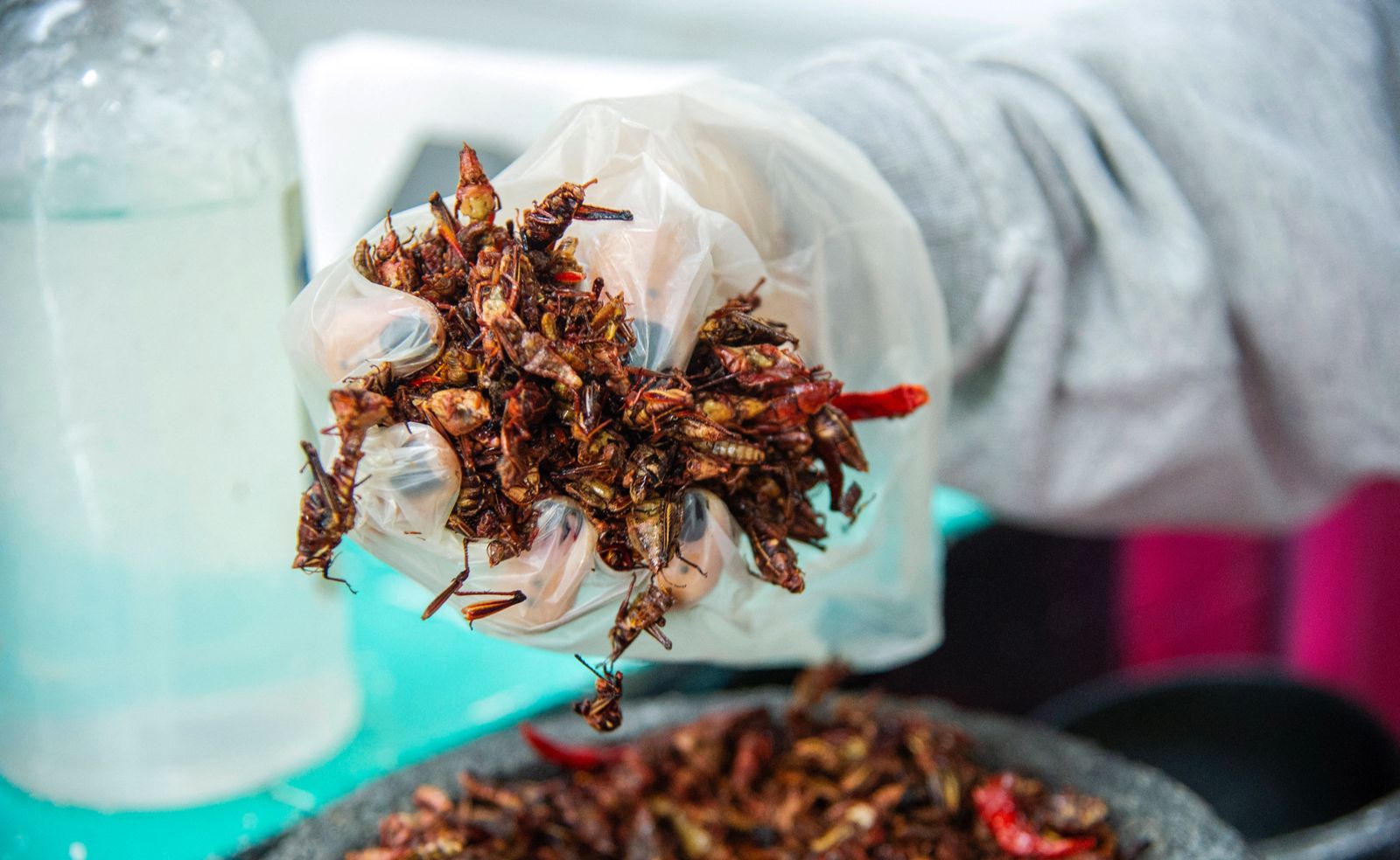 توضيح حول استهلاك منتجات الحشرات