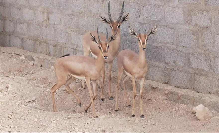 مواطن يحكي تجربته مع الاهتمام بالغزلان